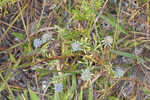 Fragrant eryngo